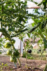 A bunch of green tomatoes hanging from a plant. The plant is surrounded by other plants