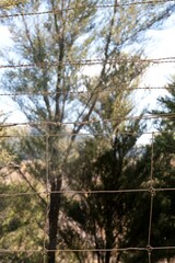 Close-Up of Barbed Wire Fence with Sharp Details