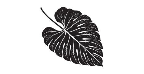 Detailed black monstera leaf with intricate white veins in silhouette