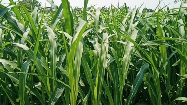 Sorghum drummondii or sudan grass plantation, cultivated crop field.