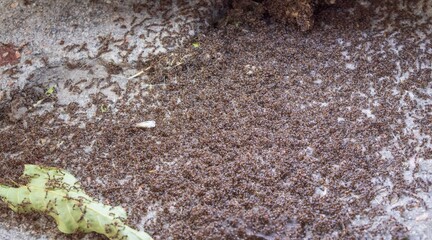 Large Ant Swarm on Asphalt – Macro Photo of Crawling Insects Outdoors
