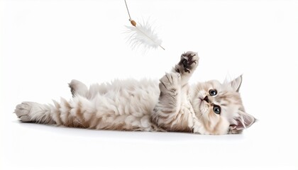 A Tiny fluffy kitten rolling over while playing with a soft plush fish on a plain white surface 