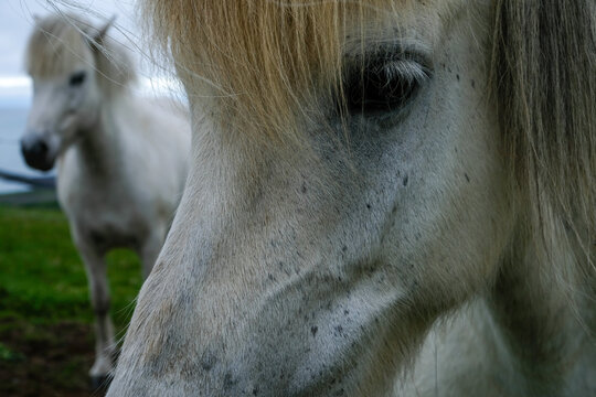 Close-up Portrait of an Icelandic Horse's Face with Blonde Mane, Showing Fine Details and another Horse in Soft Focus Background