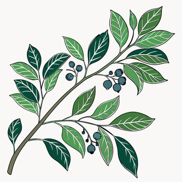vector illustration of evergreen huckleberry