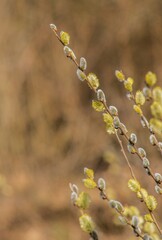Branches de saule à Sonthonnax-la-Montagne, Ain, France