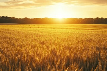 Obraz premium Golden Wheat Field at Sunset