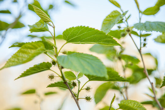 Young green mulberries on a mulberry tree
