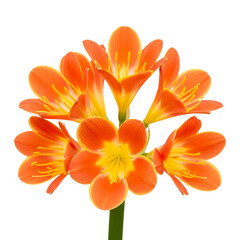 Orange daffodil isolated on transparent background