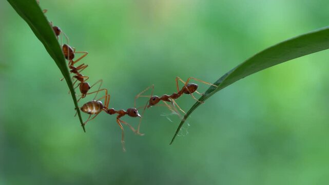 Ant bridge unity team,Concept team work together,Video footage show sacrifice of ant