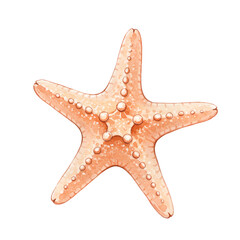 Starfish illustration for marine learning sets, ocean collections or tropical decor elements. Transparent Background, Cutout, PNG