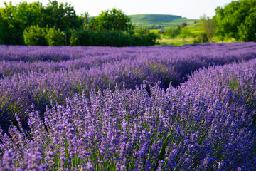 Lavendelfeld Lavendel
