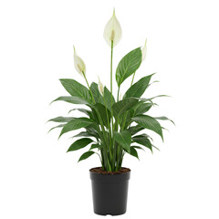 Peace Lily plant in black pot with green leaves and white flowers  isolate 