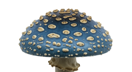 Isolated Blue and Beige Spotted Mushroom on White Background Studio Shot