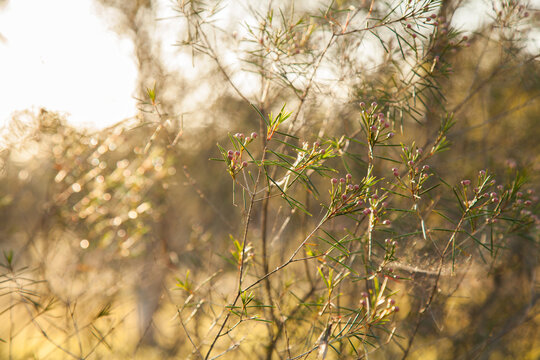 Geraldton Wax bush in the afternoon sunlight