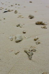 Scattered Pieces of Coral and Shells on a Sandy Beach, Reflecting Marine Life and Coastal Environment