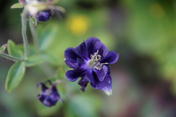 Blume Lila