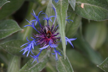 Kornblume