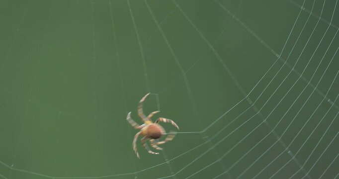 spider building the web