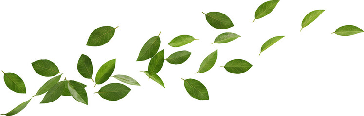 Obraz premium Green leaves blowing in the wind