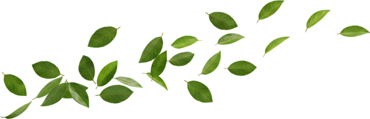 Green leaves blowing in the wind