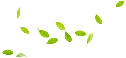 Green leaves blowing in the wind