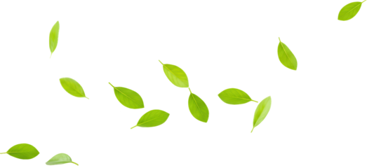 Green leaves blowing in the wind