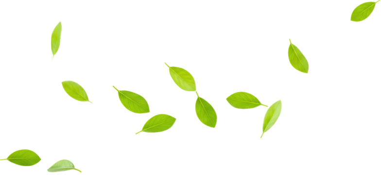 Green leaves blowing in the wind