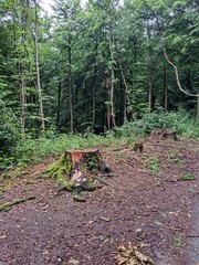  A tree stump in a green deciduous forest after the rain. 