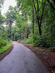 Obraz premium Asphalt road in a green deciduous forest after rain.