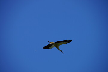 Storch im Flug