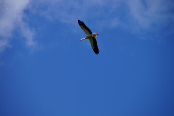 Storch im Flug