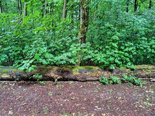  A rotten tree lying in the forest on the roadside.