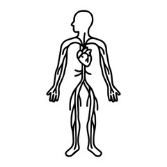 anatomical circulatory system icon vector on white background
Human anatomical organ