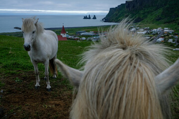 Unique Perspective of an Icelandic Horse's Mane with another Horse and a Coastal Village, Church,...