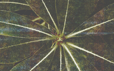 If you take a close-up of a plant and look closely at its leaves, you will find blended textures hidden there.