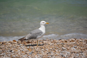 Seagull on Pebble Beach, Fossacesia Coast, Italy