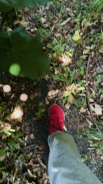 persona in abbigliamento casual che cammina per un sentiero di campagna su foglie rami ed erbe secchi, audio originale, vasta da sopra