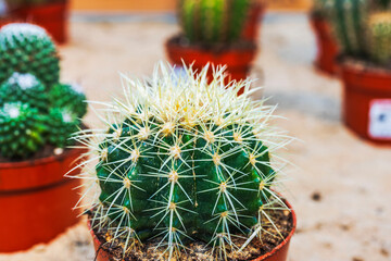 Close up view of round green cactus with sharp spines in small plastic pot on blurred indoor background. Sweden.