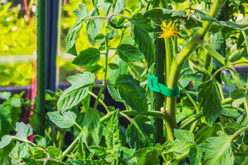 Close up of tomato plant stem secured with green clip support in greenhouse on sunny summer day....