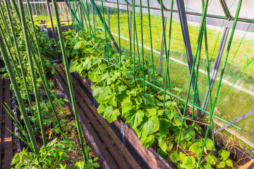 Green cucumber plants growing in greenhouse with vertical net support on sunny summer day. Sweden.