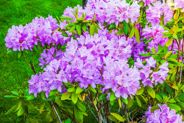 Close up view of blooming light purple rhododendron flowers with green leaves on background of grass. Sweden.