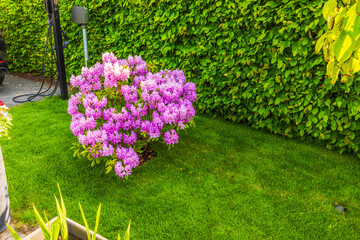 Blooming pink rhododendron shrub near green hedge and lawn with charging cables in background. Sweden.