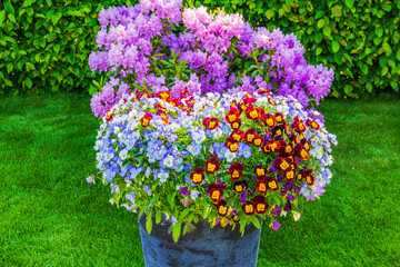 Colorful pansies blooming in large black pot on green lawn with pink rhododendrons in background....
