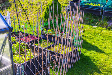 Protective bamboo fences installed around raised garden beds with green plants in garden. Sweden.