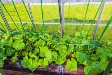 Cucumber plants growing along green support net in greenhouse with wooden raised garden beds. Sweden.