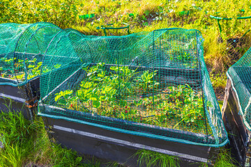 Protective green mesh cover installed over raised garden bed with strawberry plants in garden. Sweden.