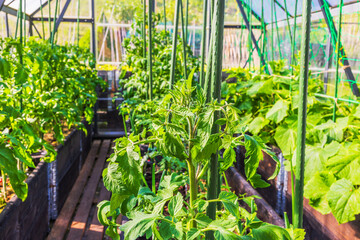 Tomato plants growing in greenhouse raised beds with green poles for vertical support and trellis net. Sweden.