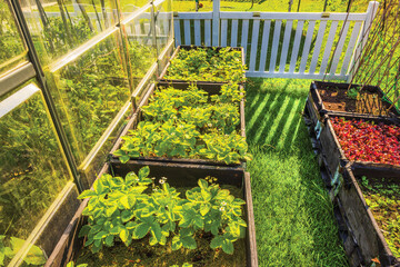 Strawberry plants growing in raised wooden garden beds near greenhouse wall under golden sunlight. Sweden.