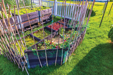 Bamboo fence surrounding raised garden beds with vegetables and strawberries in garden. Sweden.