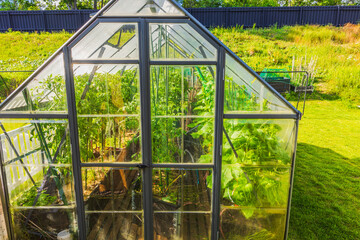 Close up view of cucumbers and tomatoes growing inside glass greenhouse on sunny summer day. Sweden.